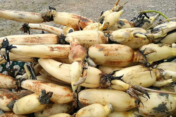 <a href='/index/new/73.html'>守護(hù)蓮藕產(chǎn)品冷鏈全程的智慧之選